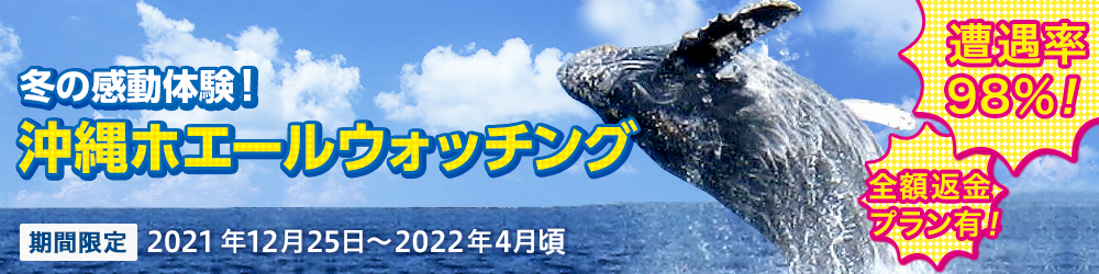冬の感動体験!沖縄ホエールウォッチング 期間限定 2018年12月22日~2019年4月7日 遭遇率98%!全額返金プラン有!