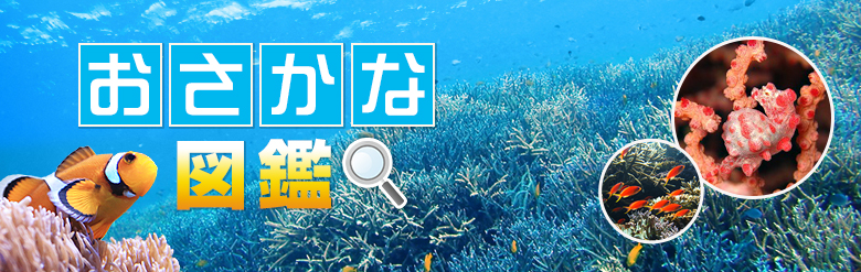 お魚図鑑 沖縄たびんふぉダイビング